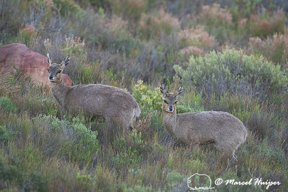 Klipspringer (Oreotragus oreotragus), Cape Point, Western Cape,