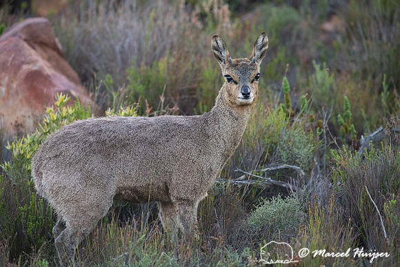 Klipspringer (Oreotragus oreotragus), Cape Point, Western Cape,