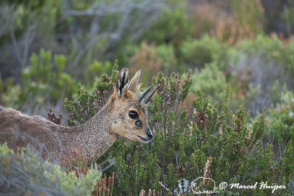 Klipspringer (Oreotragus oreotragus), Cape Point, Western Cape,