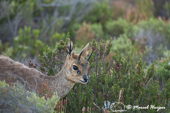 Klipspringer (Oreotragus oreotragus), Cape Point, Western Cape,