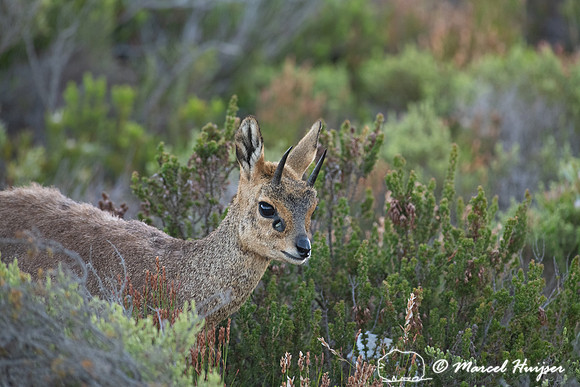 Klipspringer (Oreotragus oreotragus), Cape Point, Western Cape,