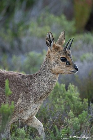 Klipspringer (Oreotragus oreotragus), Cape Point, Western Cape,
