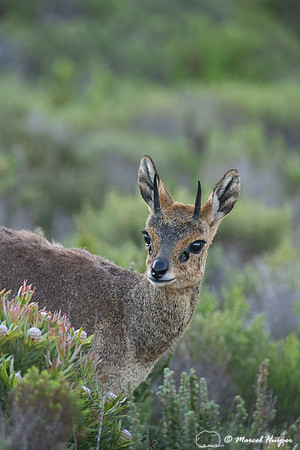 Klipspringer (Oreotragus oreotragus), Cape Point, Western Cape,