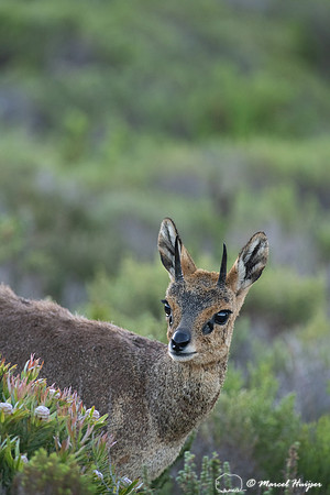Klipspringer (Oreotragus oreotragus), Cape Point, Western Cape,