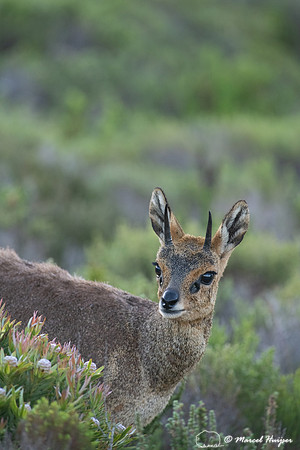 Klipspringer (Oreotragus oreotragus), Cape Point, Western Cape,