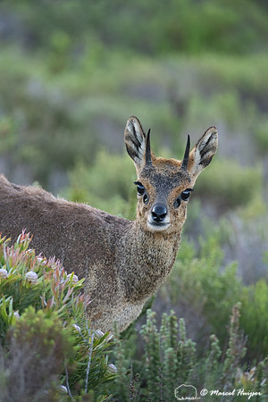 Klipspringer (Oreotragus oreotragus), Cape Point, Western Cape,