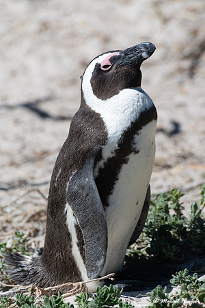 African penguin, Simon's Town, Western Cape, South Africa