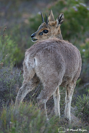Klipspringer (Oreotragus oreotragus), Cape Point, Western Cape,