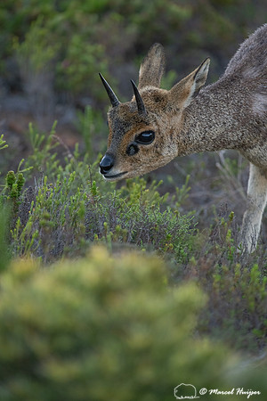 Klipspringer (Oreotragus oreotragus), Cape Point, Western Cape,