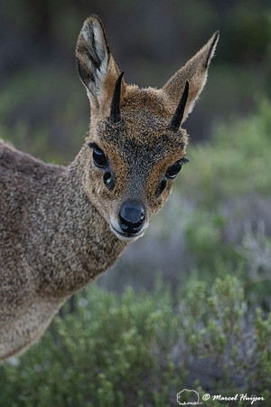 Klipspringer (Oreotragus oreotragus), Cape Point, Western Cape,