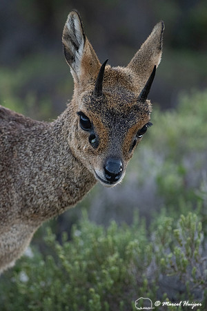 Klipspringer (Oreotragus oreotragus), Cape Point, Western Cape,