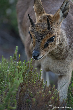 Klipspringer (Oreotragus oreotragus), Cape Point, Western Cape,