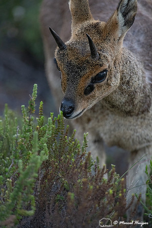 Klipspringer (Oreotragus oreotragus), Cape Point, Western Cape,