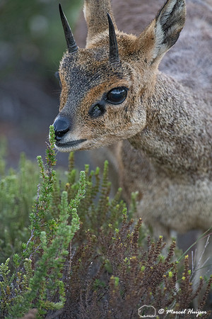 Klipspringer (Oreotragus oreotragus), Cape Point, Western Cape,