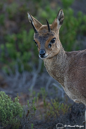 Klipspringer (Oreotragus oreotragus), Cape Point, Western Cape,