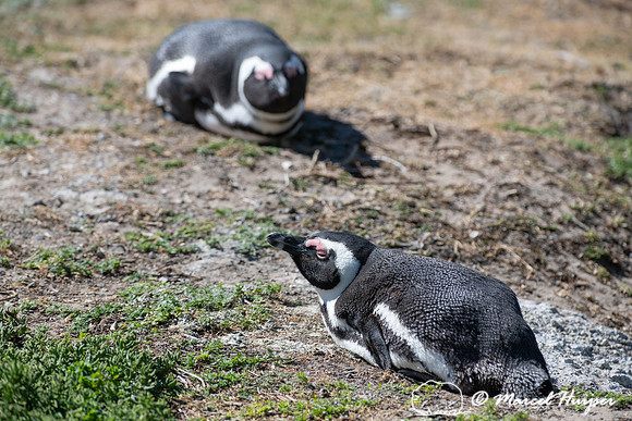 African penguin, Simon's Town, Western Cape, South Africa