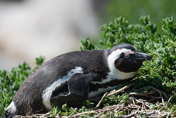 African penguin, Simon's Town, Western Cape, South Africa