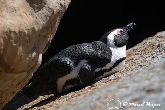 African penguin, Simon's Town, Western Cape, South Africa
