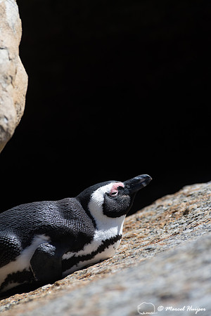 African penguin, Simon's Town, Western Cape, South Africa