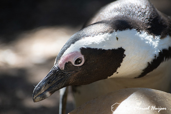 African penguin, Simon's Town, Western Cape, South Africa