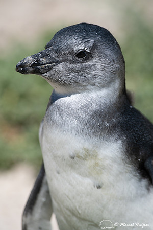 African penguin, Simon's Town, Western Cape, South Africa