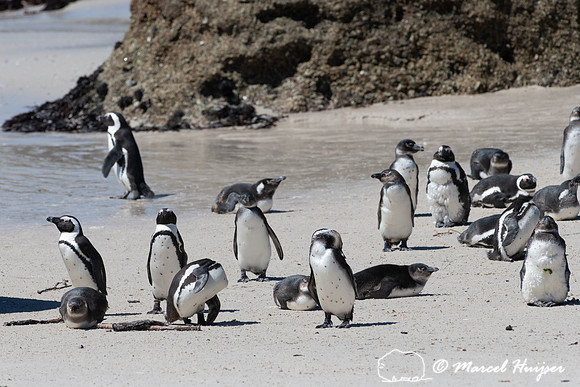 African penguin, Simon's Town, Western Cape, South Africa