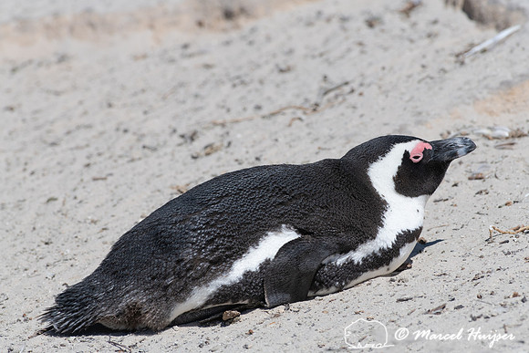 African penguin, Simon's Town, Western Cape, South Africa