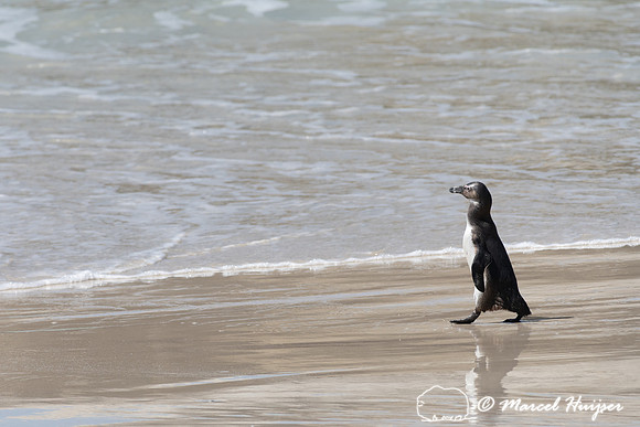 African penguin, Simon's Town, Western Cape, South Africa