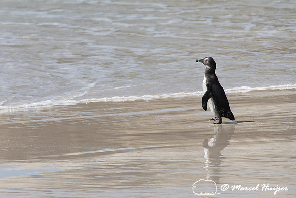 African penguin, Simon's Town, Western Cape, South Africa
