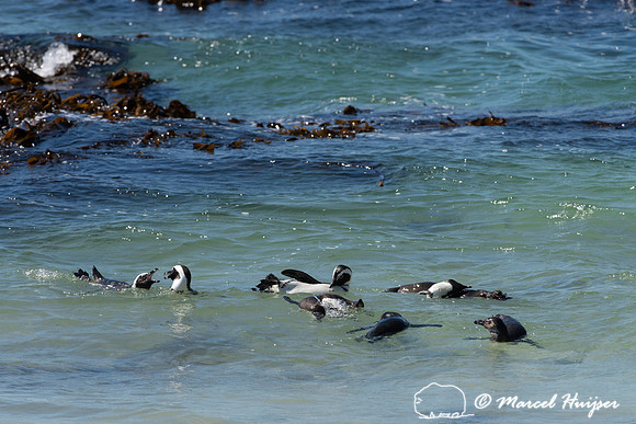 African penguin, Simon's Town, Western Cape, South Africa