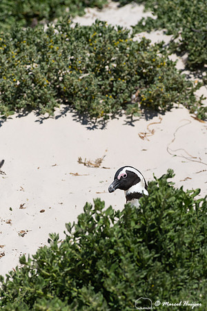 African penguin, Simon's Town, Western Cape, South Africa