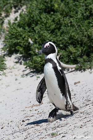 African penguin, Simon's Town, Western Cape, South Africa