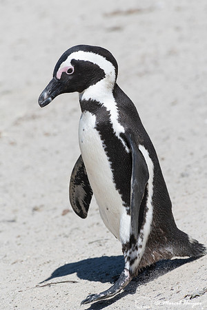 African penguin, Simon's Town, Western Cape, South Africa