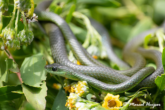 Western Natal Green Snake (Philothamnus occidentalis), Storms Ri