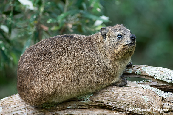 Rock hyrax (Procavia capensis), Storms River, Eastern Cape, Sout
