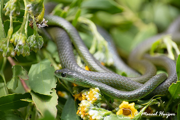 Western Natal Green Snake (Philothamnus occidentalis), Storms Ri