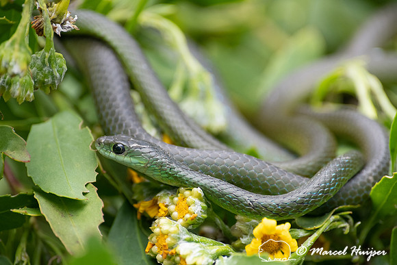Western Natal Green Snake (Philothamnus occidentalis), Storms Ri