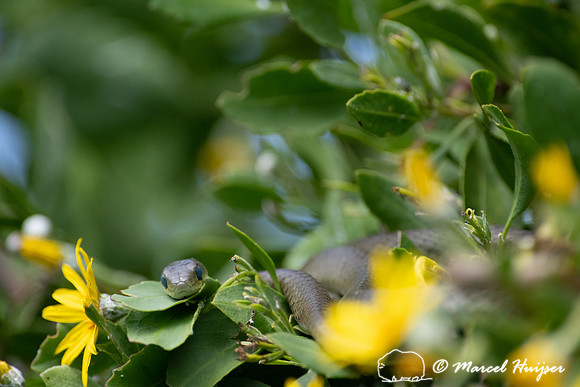 Western Natal Green Snake (Philothamnus occidentalis), Storms Ri