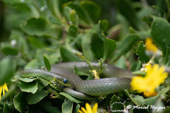 Western Natal Green Snake (Philothamnus occidentalis), Storms Ri