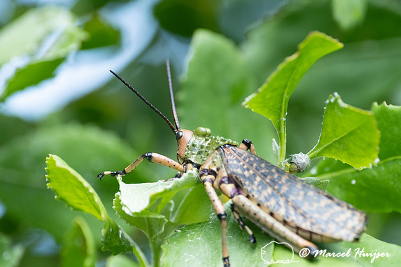 Gaudy grasshopper (Phymateus leprosus), Storms River, Eastern Ca