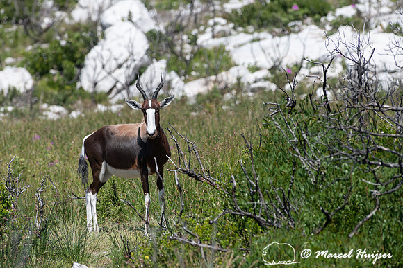 Bontebok (Damaliscus pygargus pygargus), Cape Point, Table Mount