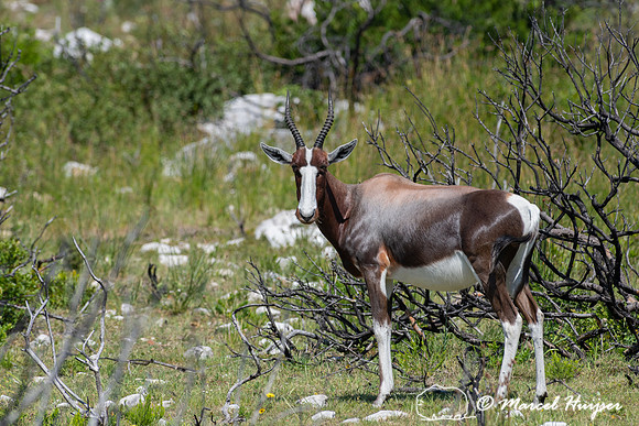 Bontebok (Damaliscus pygargus pygargus), Cape Point, Table Mount