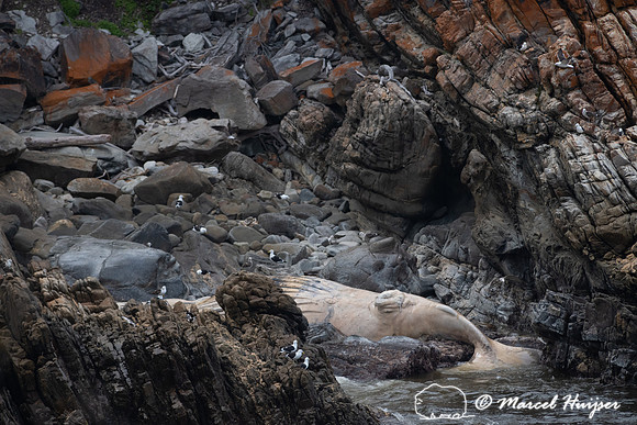 Dead whale, Storms River, Eastern Cape, South Africa