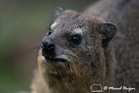 Rock hyrax (Procavia capensis), Storms River, Eastern Cape, Sout