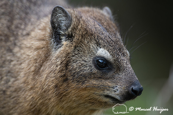 Rock hyrax (Procavia capensis), Storms River, Eastern Cape, Sout