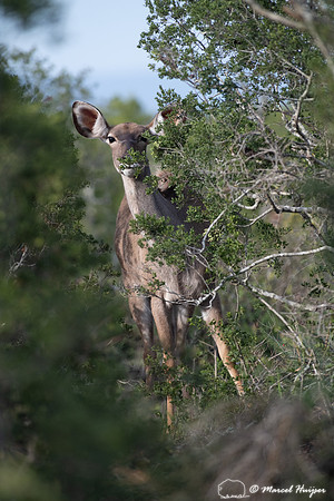 Greater kudu (Tragelaphus strepsiceros), Addo Elephant National