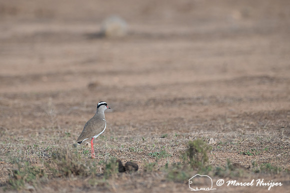 Crowned lapwing (Vanellus coronatus) or crowned plover, Addo Ele