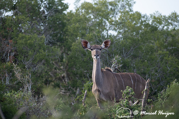 Greater kudu (Tragelaphus strepsiceros), Addo Elephant National