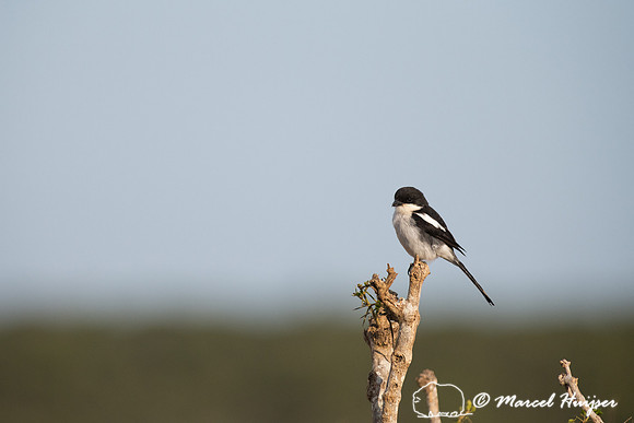 Southern fiscal, common fiscal or fiscal shrike (Lanius collaris