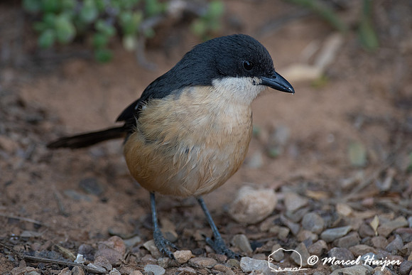 Southern boubou (Laniarius ferrugineus), Addo Elephant National